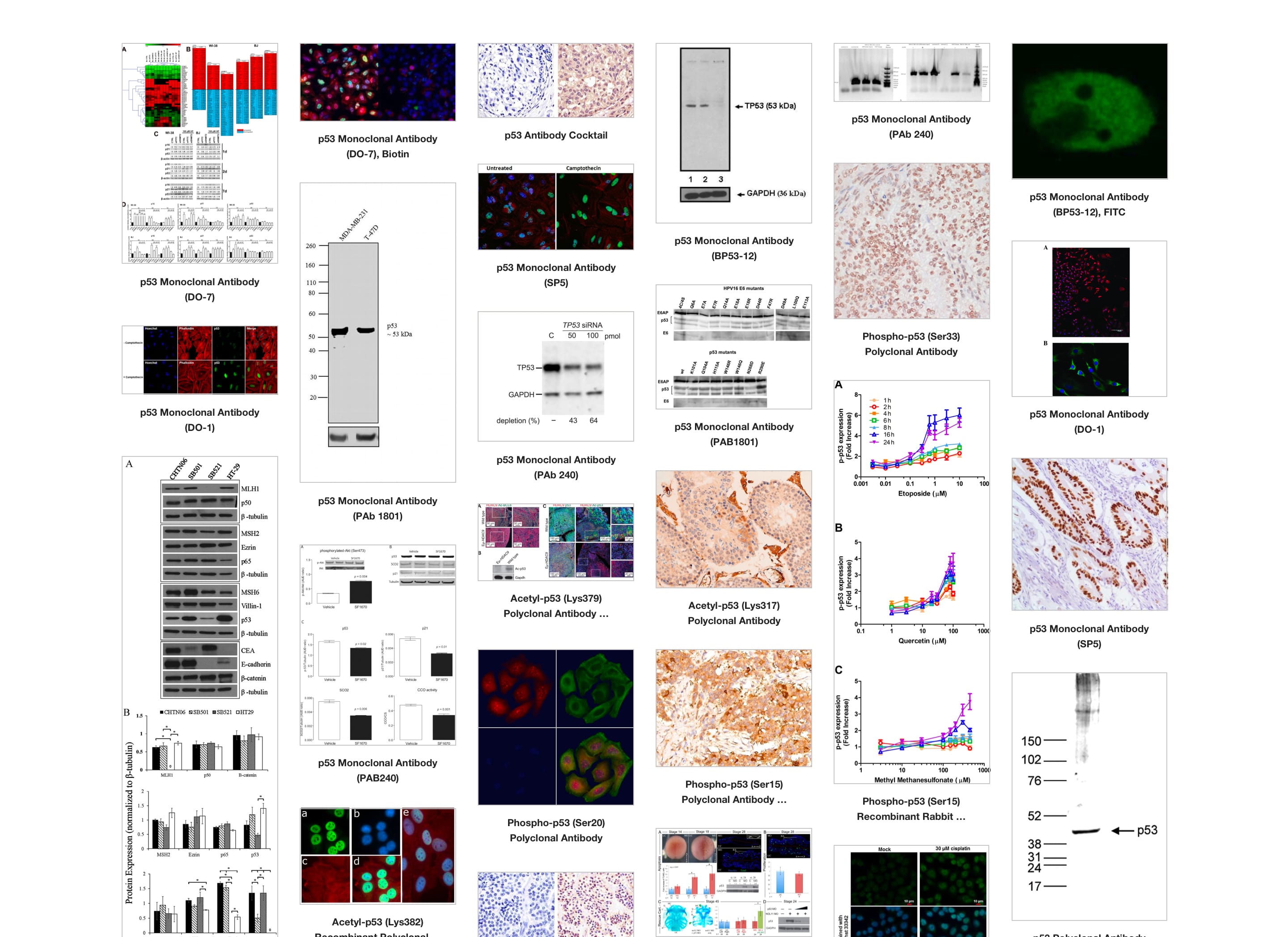 Antibodies Image Search Design Exploration