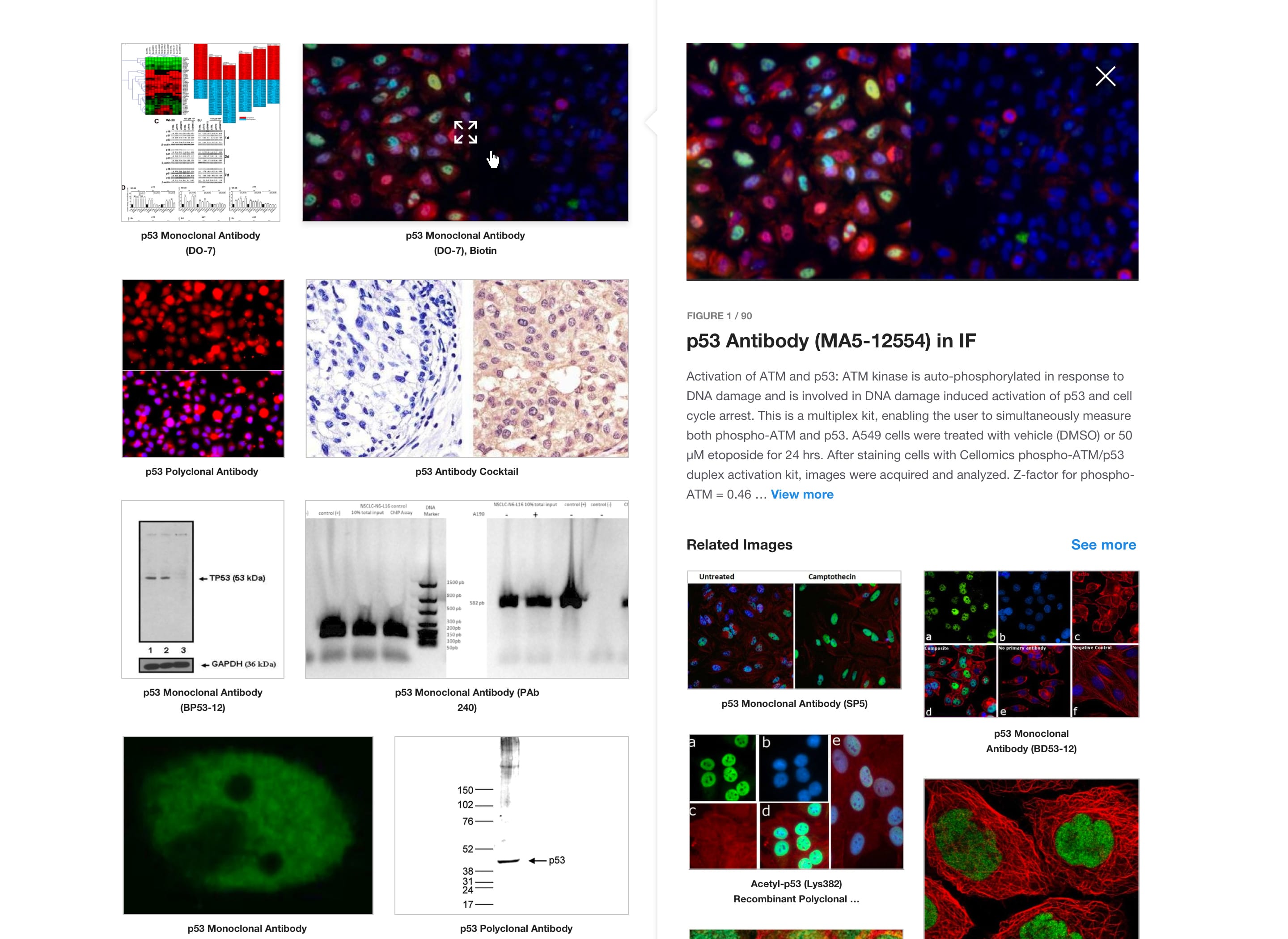 Antibodies Image Search Design Exploration