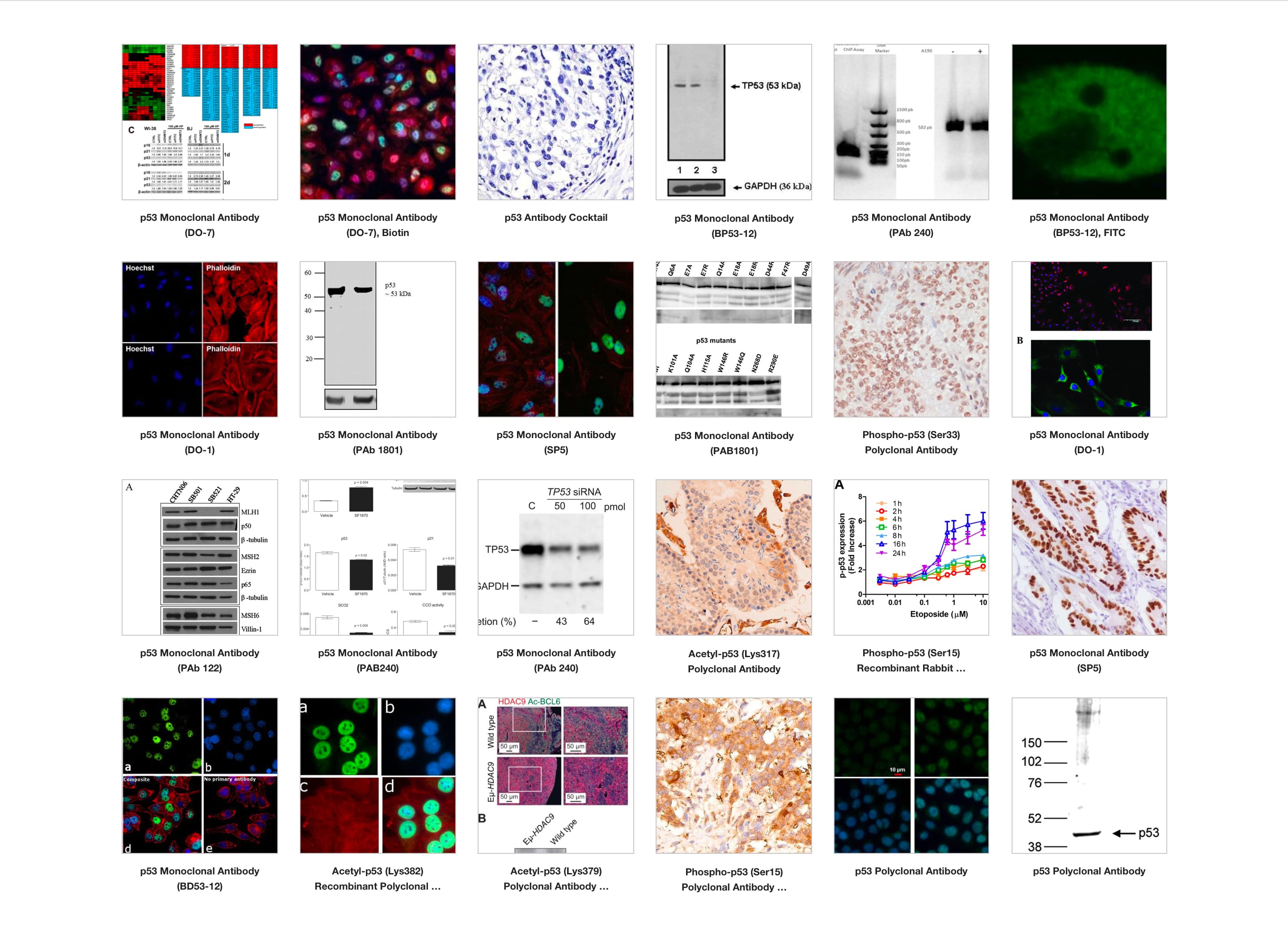 Antibodies Image Search Design Exploration